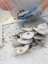Oysters Freshly Shucked