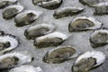 Oysters on the half shell, Wellfleet MA Royalty Free Stock Photo
