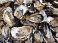 Oysters, half shells, close-up