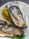 Oysters heart shape in plate with lemon, microgreens, shells on marble