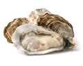 Oysters isolated