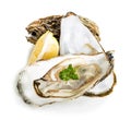 Oysters isolated on a white