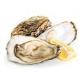 Oysters isolated on a white