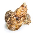 Oysters isolated on a white