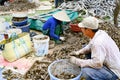 Worker opening oysters from Lap An Lagoon between Da Nang and Hue City, Vietnam