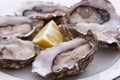 Oysters and Lemon Royalty Free Stock Photo