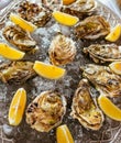 Oysters with lemon and ice on the plate Royalty Free Stock Photo