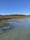 Oysters in mud and water exposed at low tide clear water