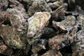 Oysters from Noirmoutier Royalty Free Stock Photo