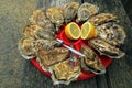 Oysters plate, Cancale