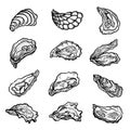 Oysters scallops shellfishes clam bivalve mollusks hand drawn set. Seafood exotic meal delicacy