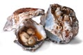 Oysters on the Shell