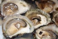 Oysters