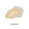 Oysters. Vector fresh oyster shell isolated on white background. Cooked delicacies, Mediterranean delicacy seafood