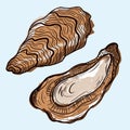 Oysters vector icon. Isolated illustration of an open and closed oyster. A seafood delicacy. Colored sketch of food. Fresh sea