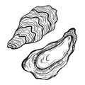 Oysters vector icon. Isolated illustration of an open and closed oyster. A seafood delicacy. Sketch of food. Fresh sea clam in the Royalty Free Stock Photo