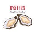 Oysters vector illustration in cartoon style.