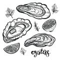 Oysters vector illustration. Seafood sketches of clams