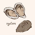 Oysters vector set