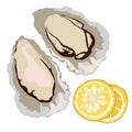 Oysters vector stock illustration. Clam shells and lemons.