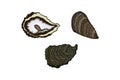 Oysters. Vector stock illustration eps10. Isolate on white background