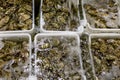 Oysters washing, oysters in boxes with water Royalty Free Stock Photo