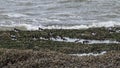 Oyyster Catchers at Hilbre Island on the Wirral