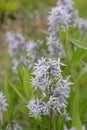Ozark bluestar Amsonia illustris, plant with whitish-blue star-shaped flowers