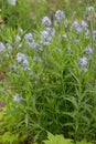 Ozark bluestar Amsonia illustris, plants with whitish-blue star-shaped flowers