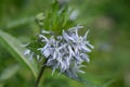 Ozark bluestar, Amsonia illustris, whitish-blue star-shaped flow