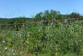 Ozark Roadside Wildflowers and Fence