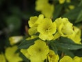 Ozark sundrop or Missouri primrose blooming