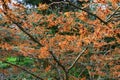 Ozark Witch Hazel - Hamamelis vernalis, RHS Gardens, Wisley, Surrey, England, UK Royalty Free Stock Photo