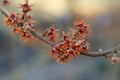 Ozark witchhazel Hamamelis vernalis Red Imp Park orange-red flowers on a twig Royalty Free Stock Photo