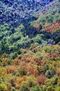 Ozarks Hillside Early Autumn Royalty Free Stock Photo