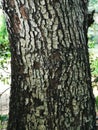 Rough wood texture trunk tree Royalty Free Stock Photo