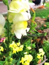 A Praying Mantis posing on white flowers Royalty Free Stock Photo