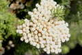 Ozothamnus rosmarinifolius, Sea Rosemary