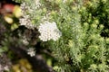 Ozothamnus rosmarinifolius, Sea Rosemary