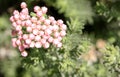 Ozothamnus rosmarinifolius, Sea Rosemary