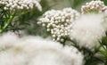 Ozothamnus rosmarinifolius or Silver Jubilee