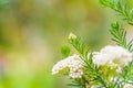 Ozothamnus rosmarinifolius or Silver Jubilee