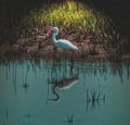 Egret Reflection Royalty Free Stock Photo