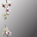 White orchids. Beautiful exotic flowers. Tropical background. Petals. Flower pattern. Pearls. Jewelry. Royalty Free Stock Photo
