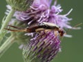 P1010011 adult male European earwig Forficula auricularia on thistle cECP 2020 Royalty Free Stock Photo