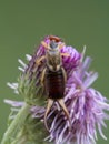 P1010012 adult male European earwig Forficula auricularia on thistle, vertical, cECP 2020 Royalty Free Stock Photo