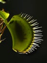 P1010050 backlit venus flytrap plant, Dionaea muscipula, showing captured insect cECP 2020 Royalty Free Stock Photo