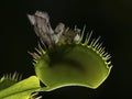 P1010049 backlit venus flytrap plant, Dionaea muscipula, showing captured moth within cECP 2020 Royalty Free Stock Photo