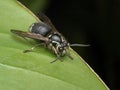 P9170161 bald faced hornet, Dolichovespula maculata, on leaf edge, cECP 2023 Royalty Free Stock Photo