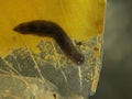 P1281255 black planarian flatworm, Girardia dorotocephala, on dead leaf, cECP 2023